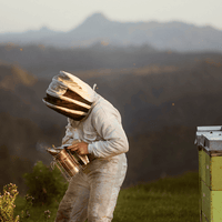 نقاء واستدامة Egmont Honey - نحال في نيوزيلندا